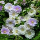 ​Клематис Belle of Woking