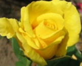 Троянда « Жовті острова»