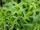 Плющ звичайний «Sagittifolia»