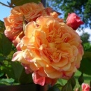 Троянда « Алоха»