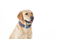 Ошейник для собак кожаный WAUDOG Design с QR паспортом, рисунок «Цветы», Ш 25 мм, Дл 38-49 см, черный