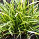 Осока ‘Ice Dance’ (Carex morrowii ‘Ice Dance’)