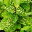 Жимолость (ліана) японська Variegata