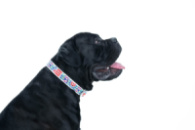 Ошейник для собак кожаный WAUDOG Design с QR паспортом, рисунок «Цветы», Ш 25 мм, Дл 38-49 см, белый
