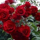 Троянда Naheglut