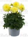 Георгин maxi Yellow