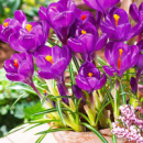 ​Крокус великоквітковий Flower Record, упаковка 3 шт.