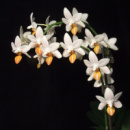 Phal Mini Mark 1.7 (торфстакан)