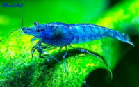 креветка неокардинка голубая (синяя мечта) (Neocaridina heteropoda var. Blue (Blue Dream))