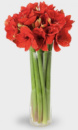 Букет квітів купити, замовити Амариліс 11 шт. Квіти на подолі е доставка Ⓜ️