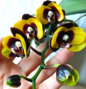 Phal Panda (Bananarama) 1.7 (мох)