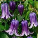 Клематис Roguchi