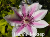 Клематис Nelly Moser