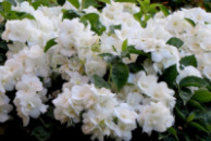 Чубушник (жасмин махровий) ‘Virginal’ (Philadelphus ‘Virginal’)