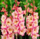 Гладіолус Priscilla ( Прісцілла )