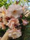 Олеандр Apricot Queen, высота 20-25см