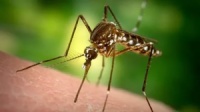 Уничтожение комаров в Днепродзержинске