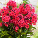 ​Флокс Tequilla Sunrise