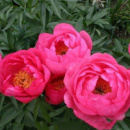 ​Півонія Cytherea