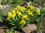 Ирис карликовый жёлтый Iris pumila Yellow