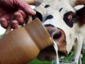 Молоко сухое для выпаивания телят и поросят (30% молочного основания)