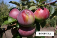 купить в Украине саженцы яблони «Флорина»