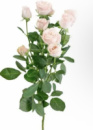 Троянда місцева кустова ♥️, магазин квітів на подолі, букет квітів, замовити доставка ⭐