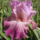 Ірис ‘Anything Goes’