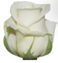 Троянда Еквадор ♥️, магазин квітів на подолі, букет квітів, замовити доставка ⭐