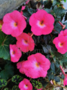 0-219 RF's Mi Lupita