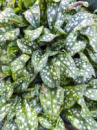 Медунка цукрова Dora Biekveld (Pulmonaria saccharata ‘Dora Biekveld’)