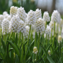 Мускарі White Magic , 1 уп./3 шт
