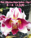 Phal Witch Gem 1.7 (мох) ПРИЇЗД В ЧЕРВНІ