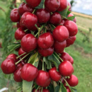 Черешня Роял Хелен