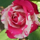 Троянда Сатіна (Satina)