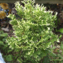 Туя западная «Smaragd variegatа» 3х летняя
