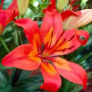 ​Лілія азіатська низька Matrix