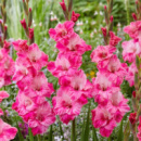 ​Гладіолус Hugo