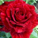 Троянда Ред Інтуішн (Red Intuition)