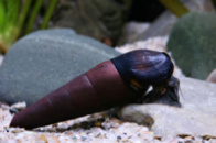 УЛИТКА ШИП ДЬЯВОЛА (Faunus lava snail)