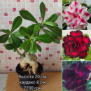 Адениум мультипрививка №15 ( уценка - дефект на каудексе)