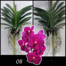 NEW ! PINK Vanda Somsri Pink × Siriporn Pink
