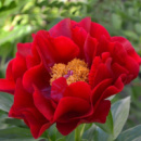 ​Півонія Mackinac Grand