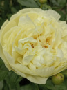 Півонія Lemon Chiffon
