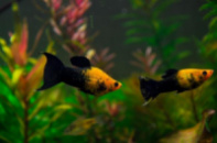 Черно-желтая моллинезия (англ. Gold-black Molly). 3cм
