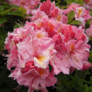 Рододендрон Сесиль (Rhododendron Cecile)
