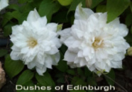 Клематис Dushes of Edinburgh