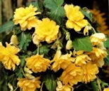 Бегонія ампельна жовта