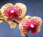 Phal September 1.7 (мох)