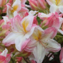 Рододендрон листопадный Сатоми (Rhododendron Satomi)